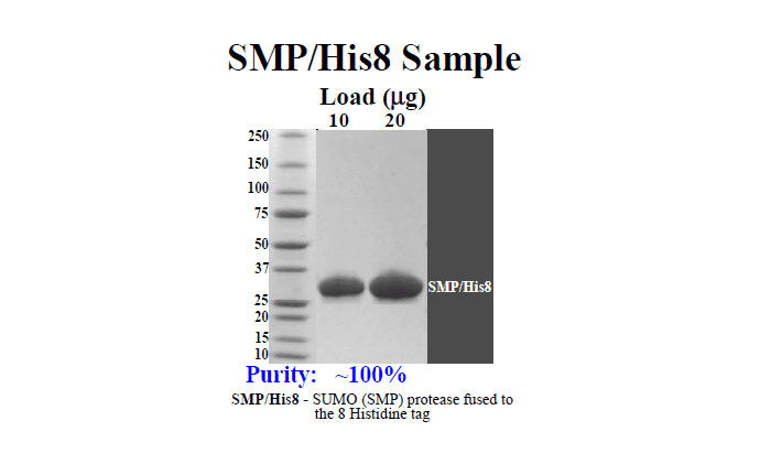 SDS-PAGE gel showing purity of purified SUMO protease
