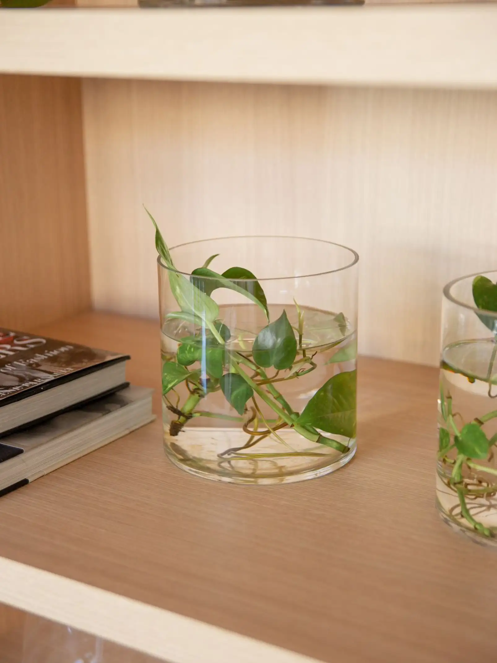 Vasos de vidrio con agua y tallos verdes sumergidos, sobre una repisa de madera junto a libros