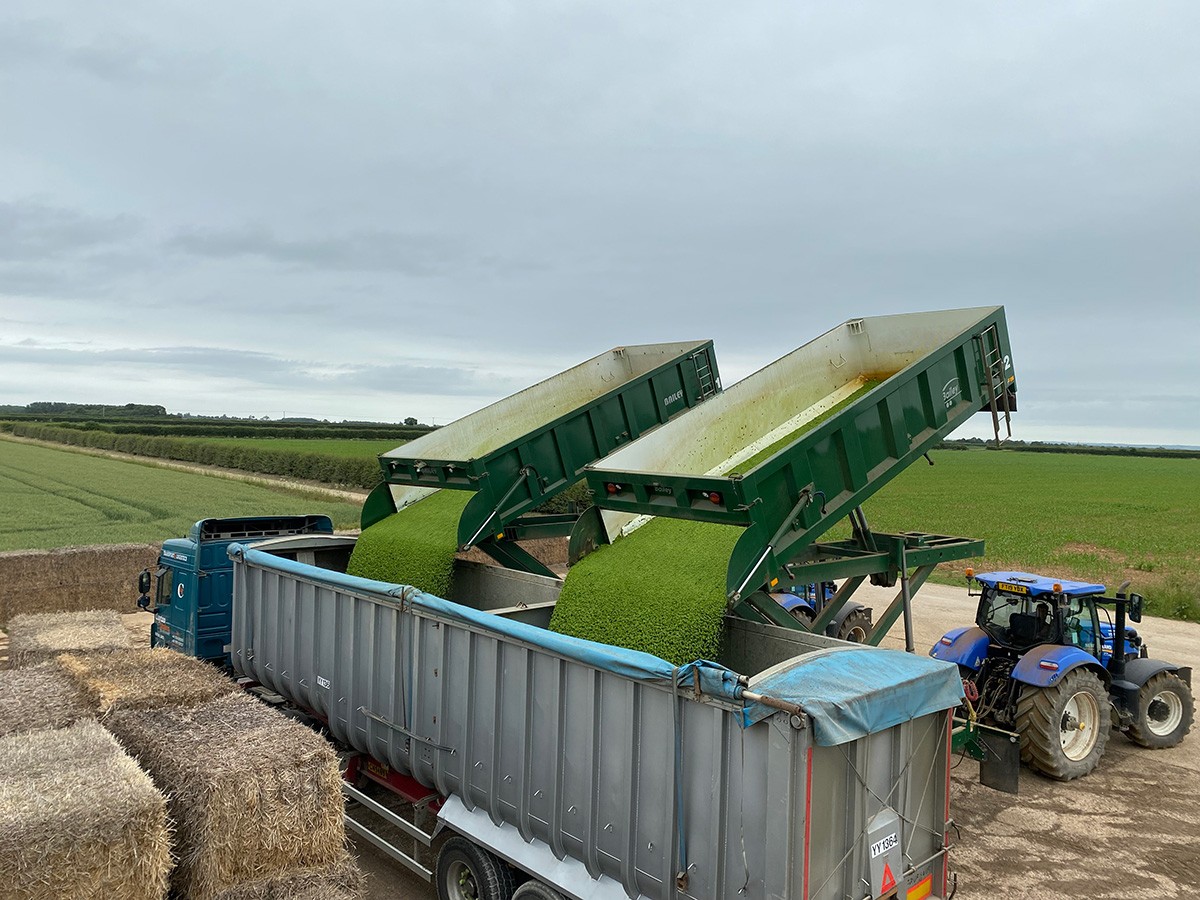 Two green Bailey tipping trailers simultaneously unloading freshly harvested peas into a waiting lorry in a farmyard, with fields and a blue tractor visible in the background.