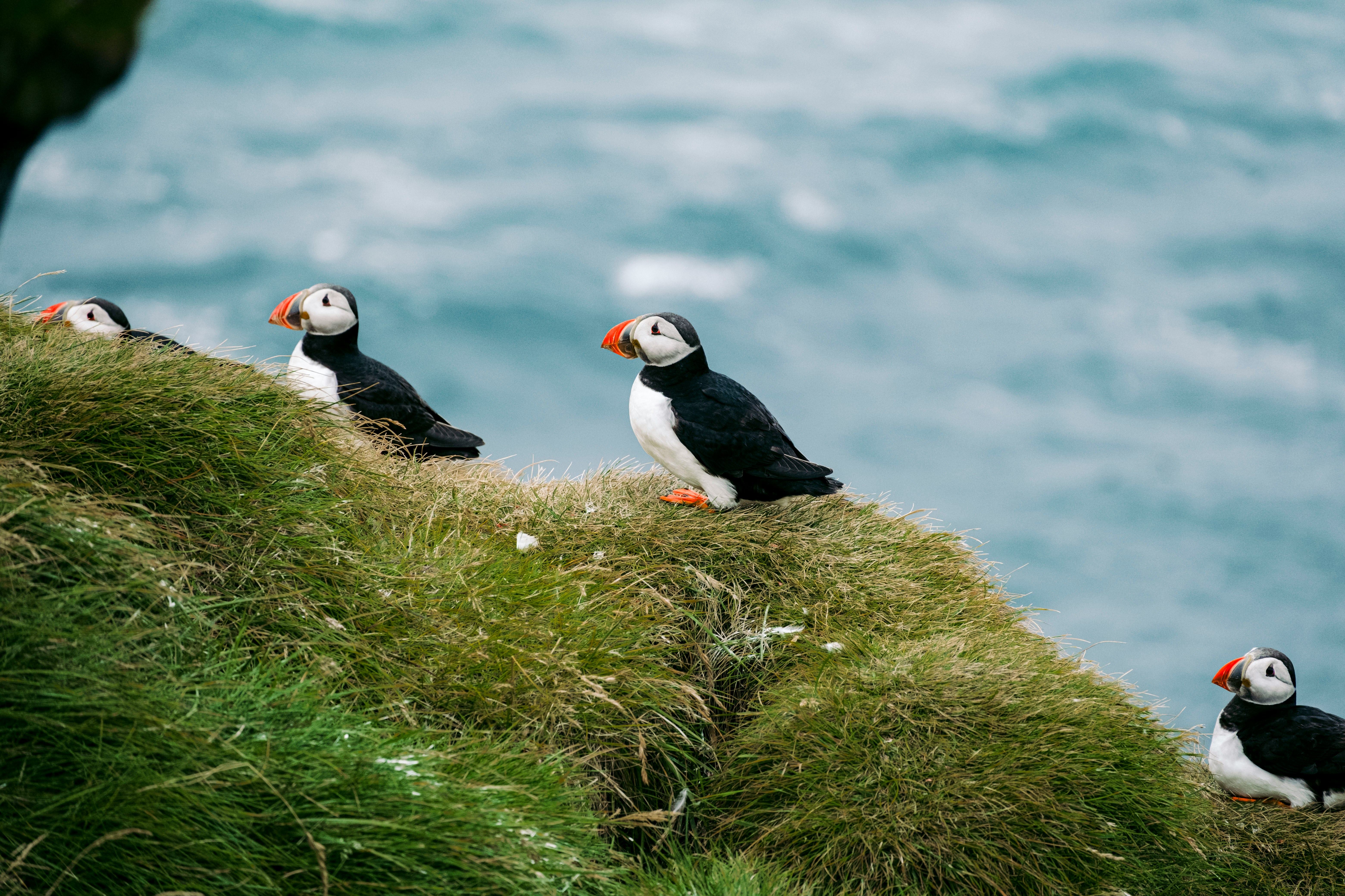 Atlantic puffins perched on a cliffside along the South Icelandic coast.