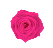 Preserved XXL rose head.