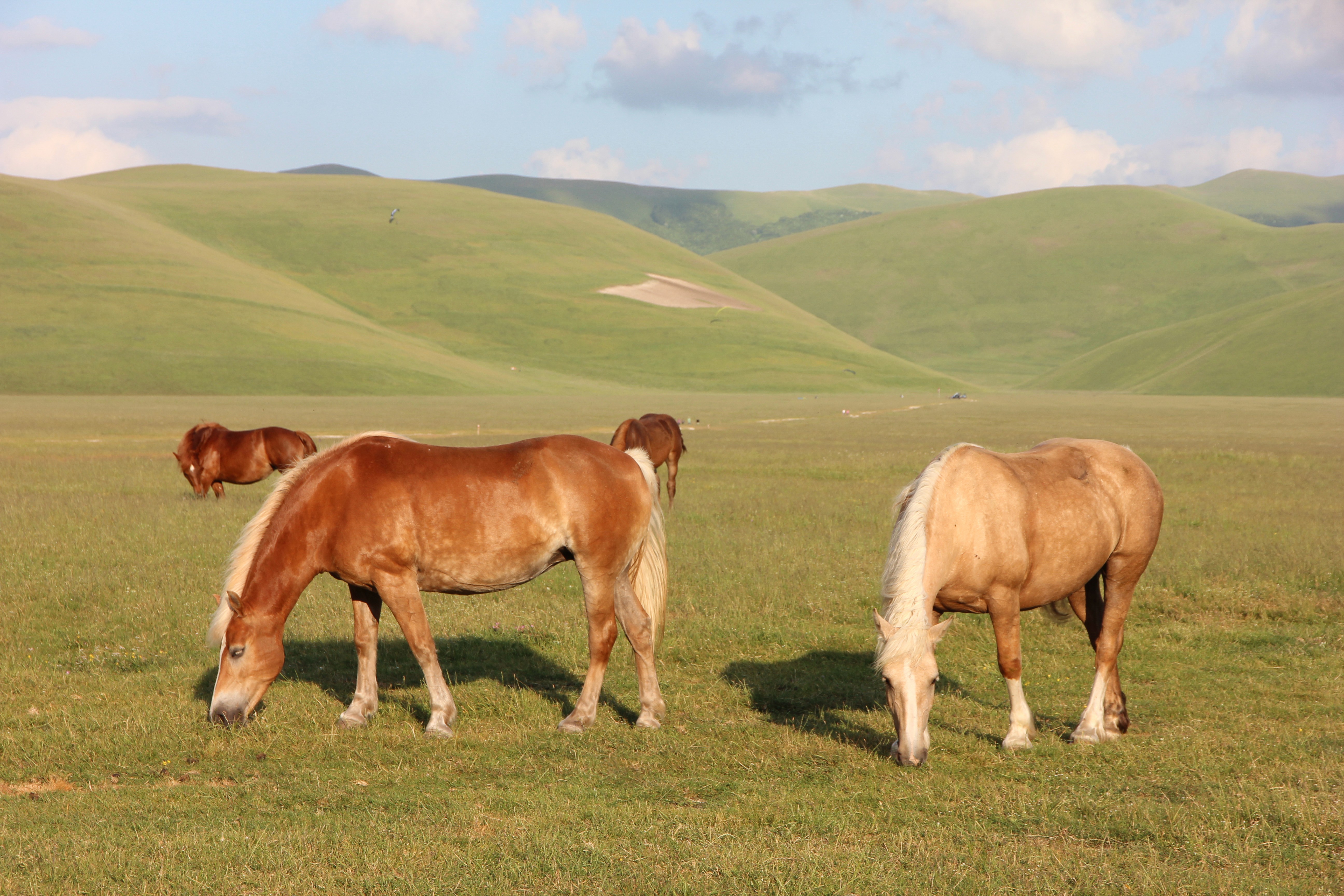 horses