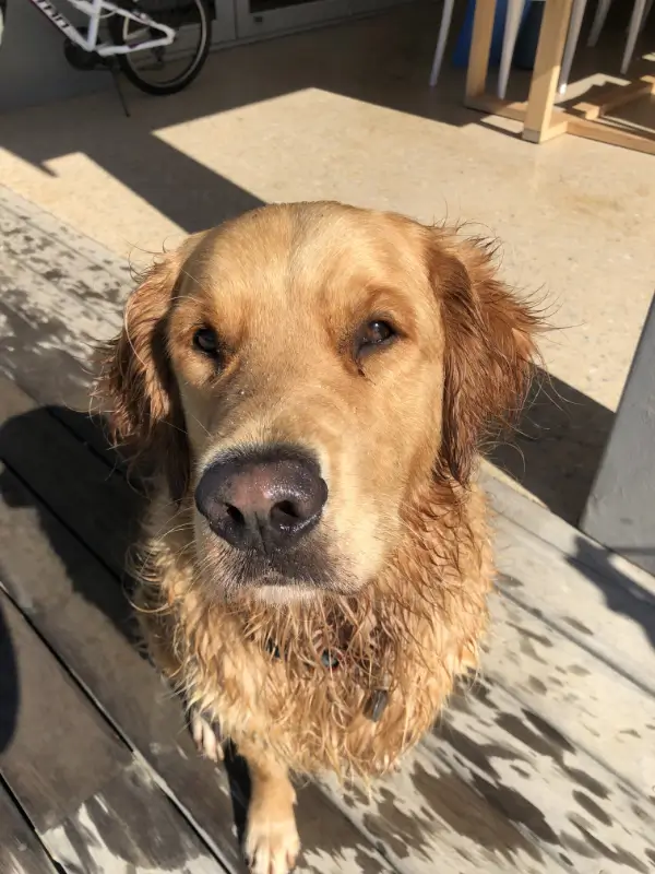 beige golden retriever with half wet fur looking up at the camara