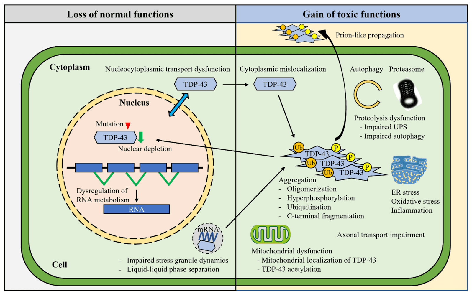 Molecular Dissection of TDP-43 as a Leading Cause of ALS/FTLD
