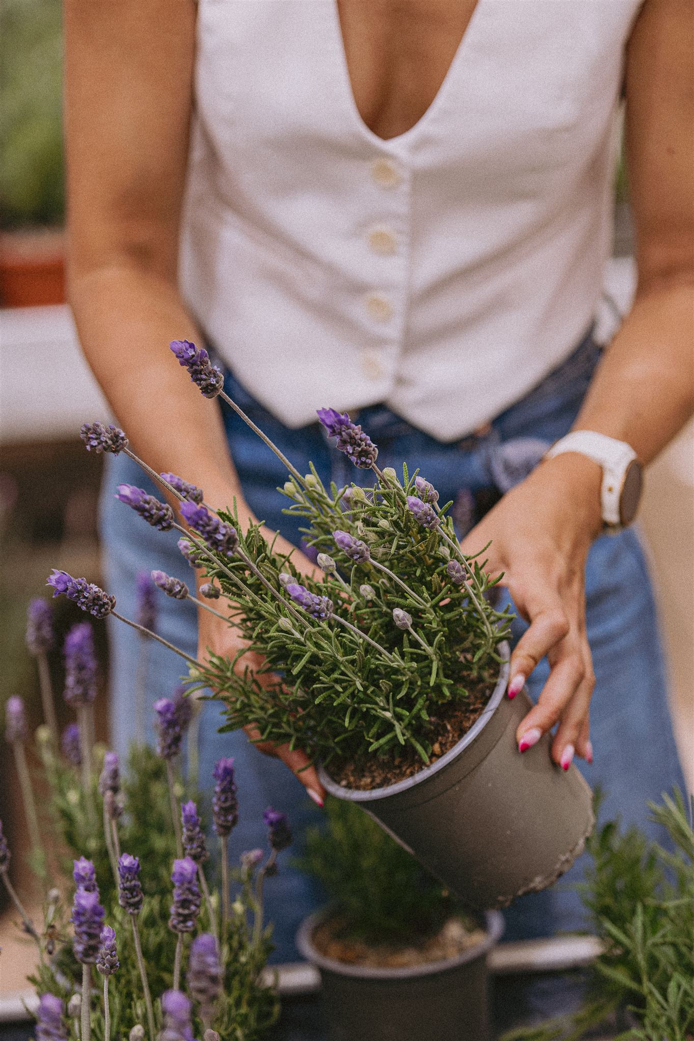 Plantas aromáticas naturales para perfumar el hogar en otoño