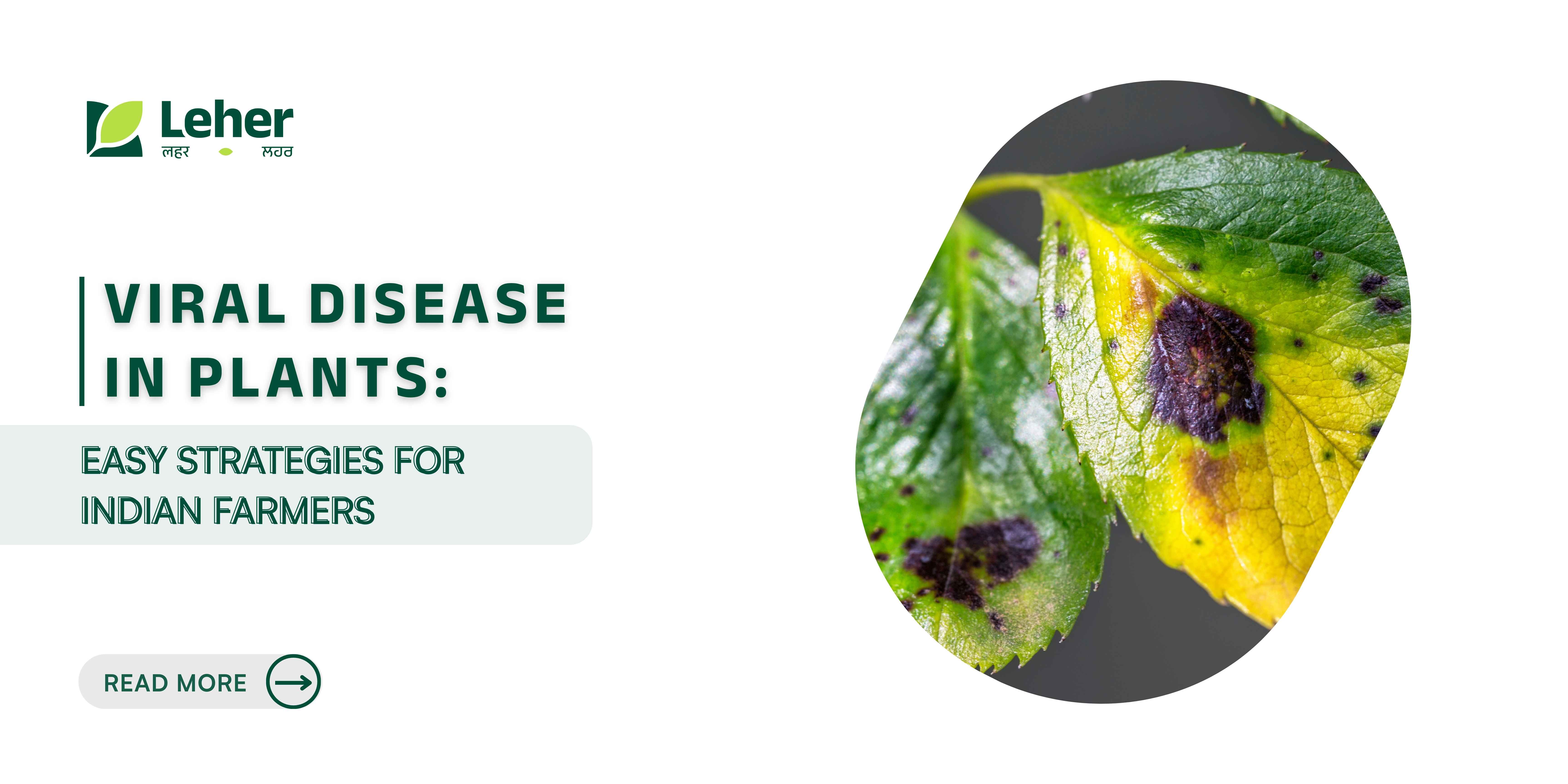 Viral Disease in Plants: Easy Strategies for Indian Farmers (2026)