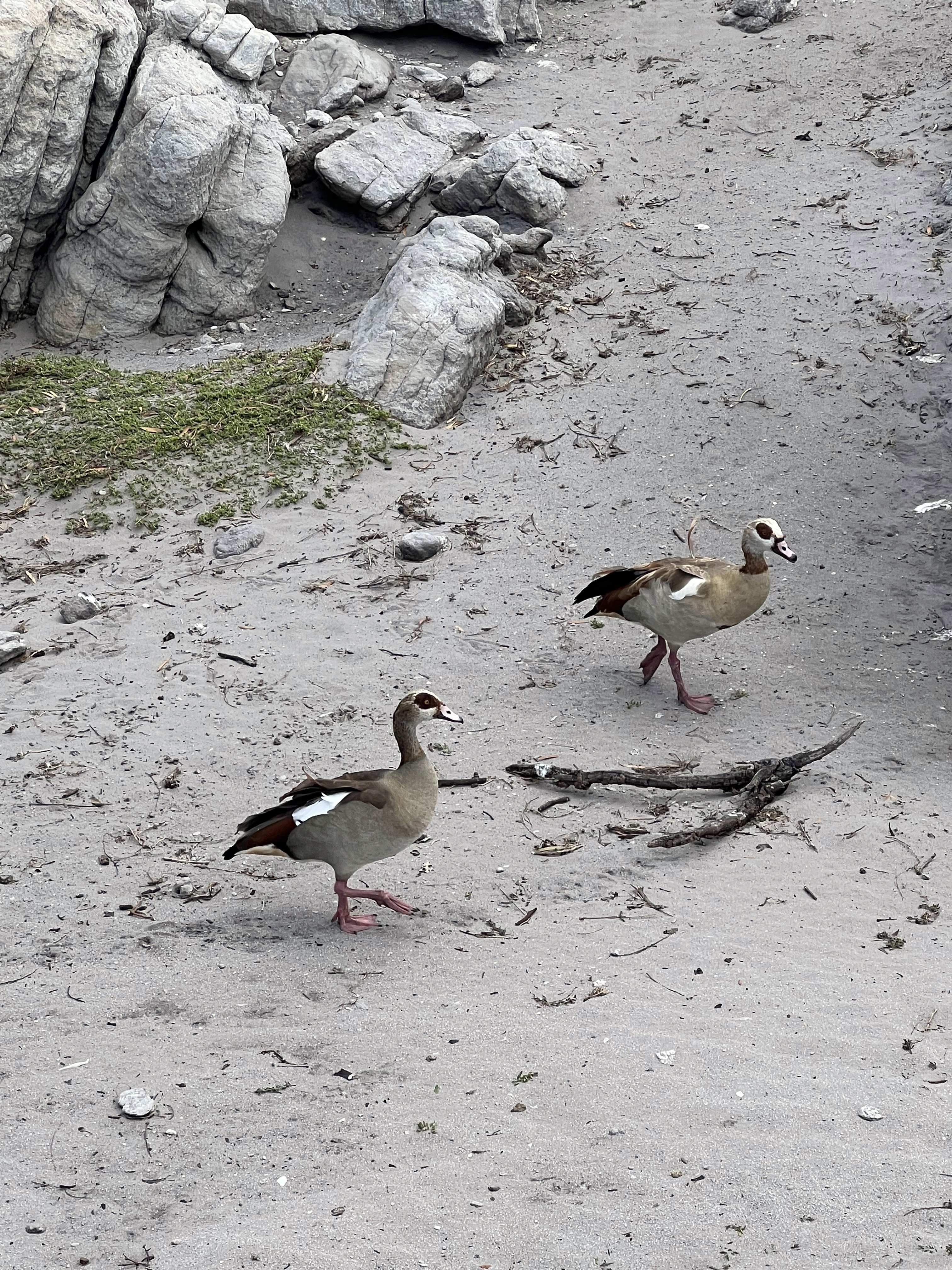 Egyptian Geese standing on sand with rocks behind them