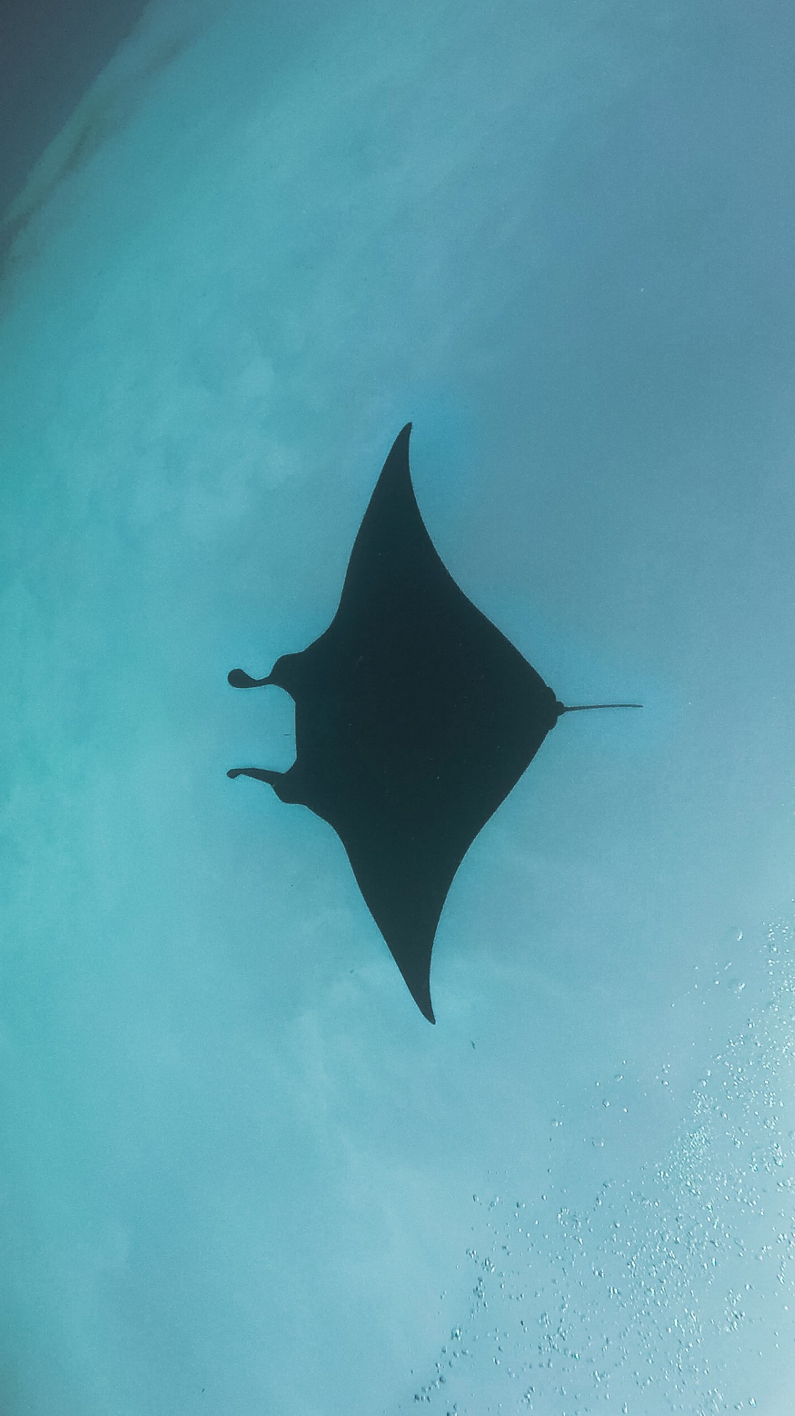A manta ray under water