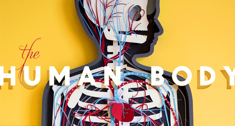 the human body banner with a human heart, bones, and veins visible on the model