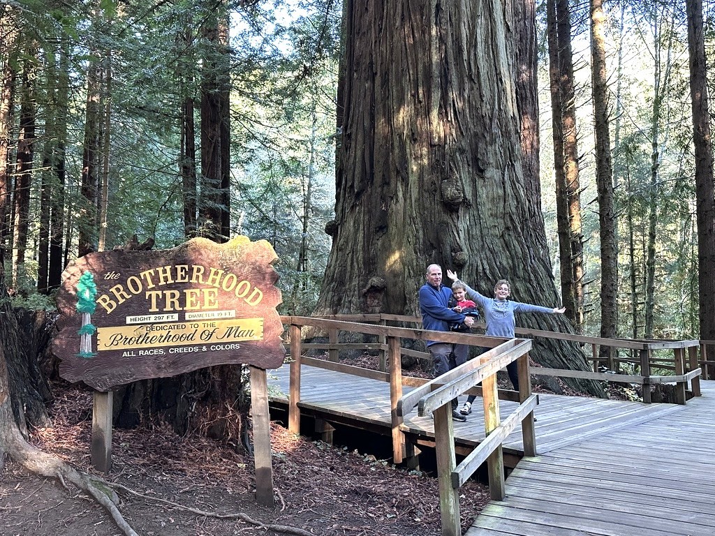 The Brotherhood Tree on the Trees of Mystery walk south of Crescent City