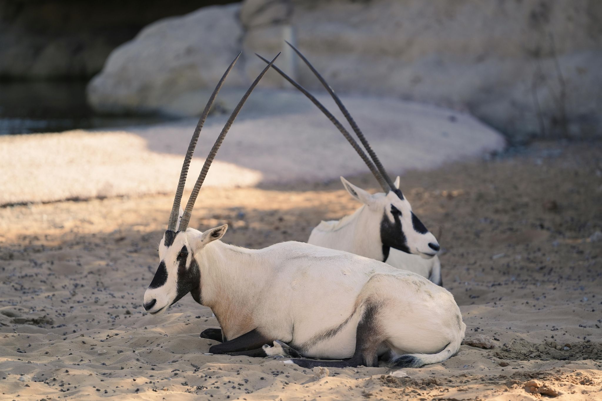 Arabia’s Wildlife Centre