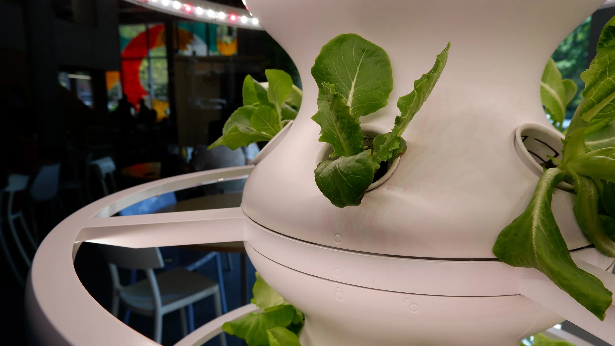 Lechugas creciendo en una torre hidropónica de The Terrace Lab