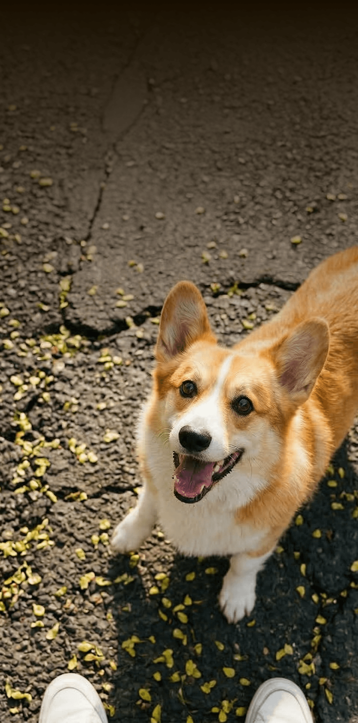 Corgi standing on a cracked paved surface scattered with small green plant pieces, viewed from above, looking up with an open mouth in anticipation.