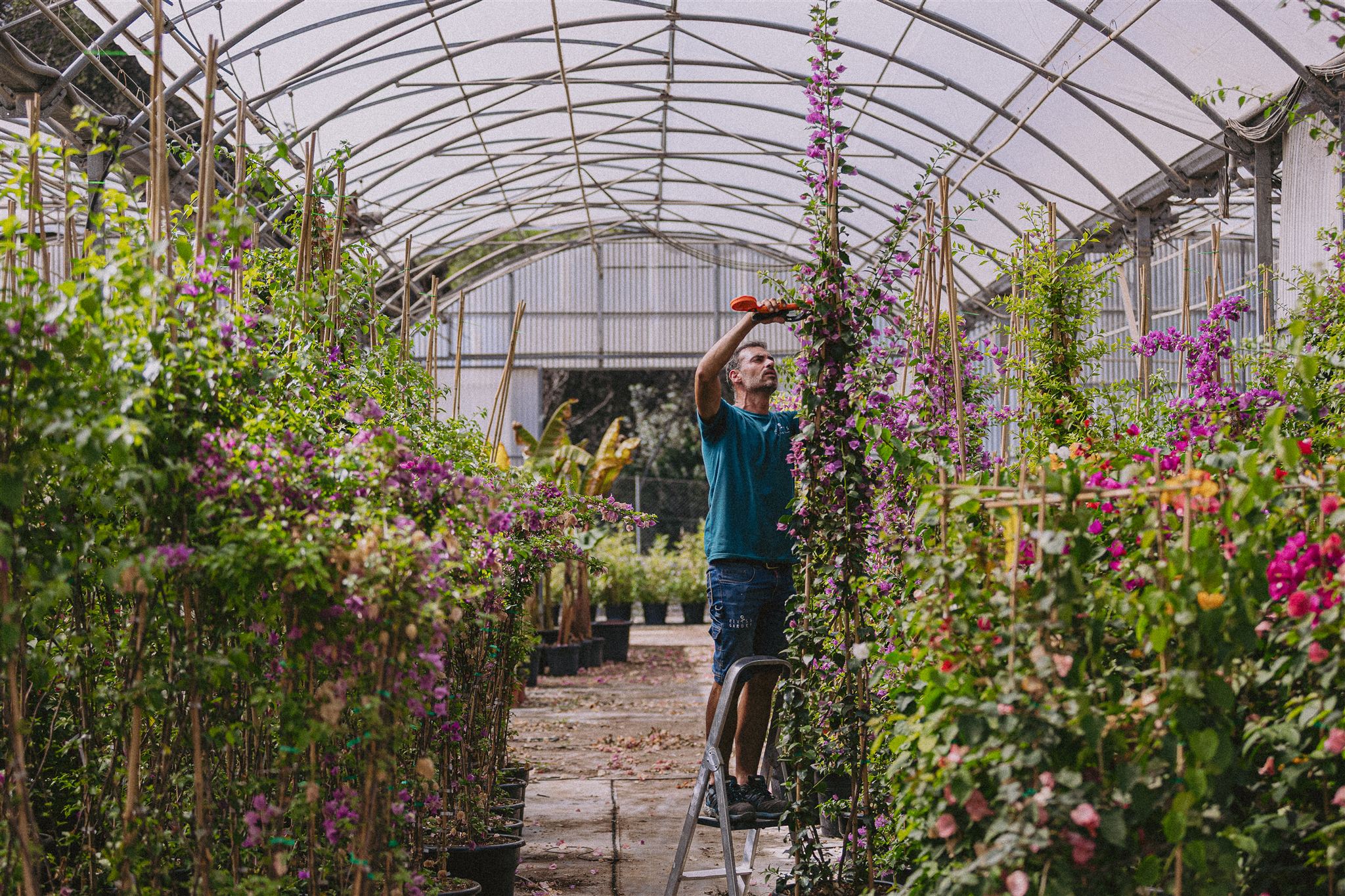 Eiviss Garden production nursery