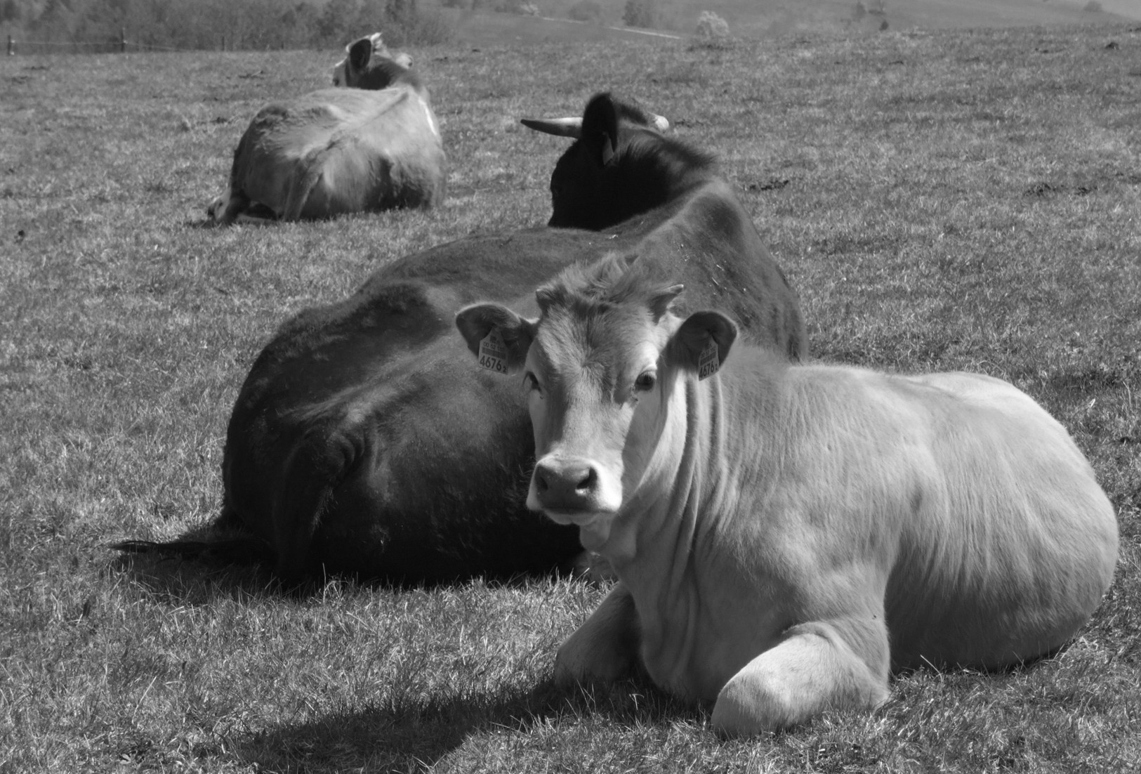 Cows from The Village Dairy laying in the grass while producing the milk which is getting supplied to As One Restaurant Dublin