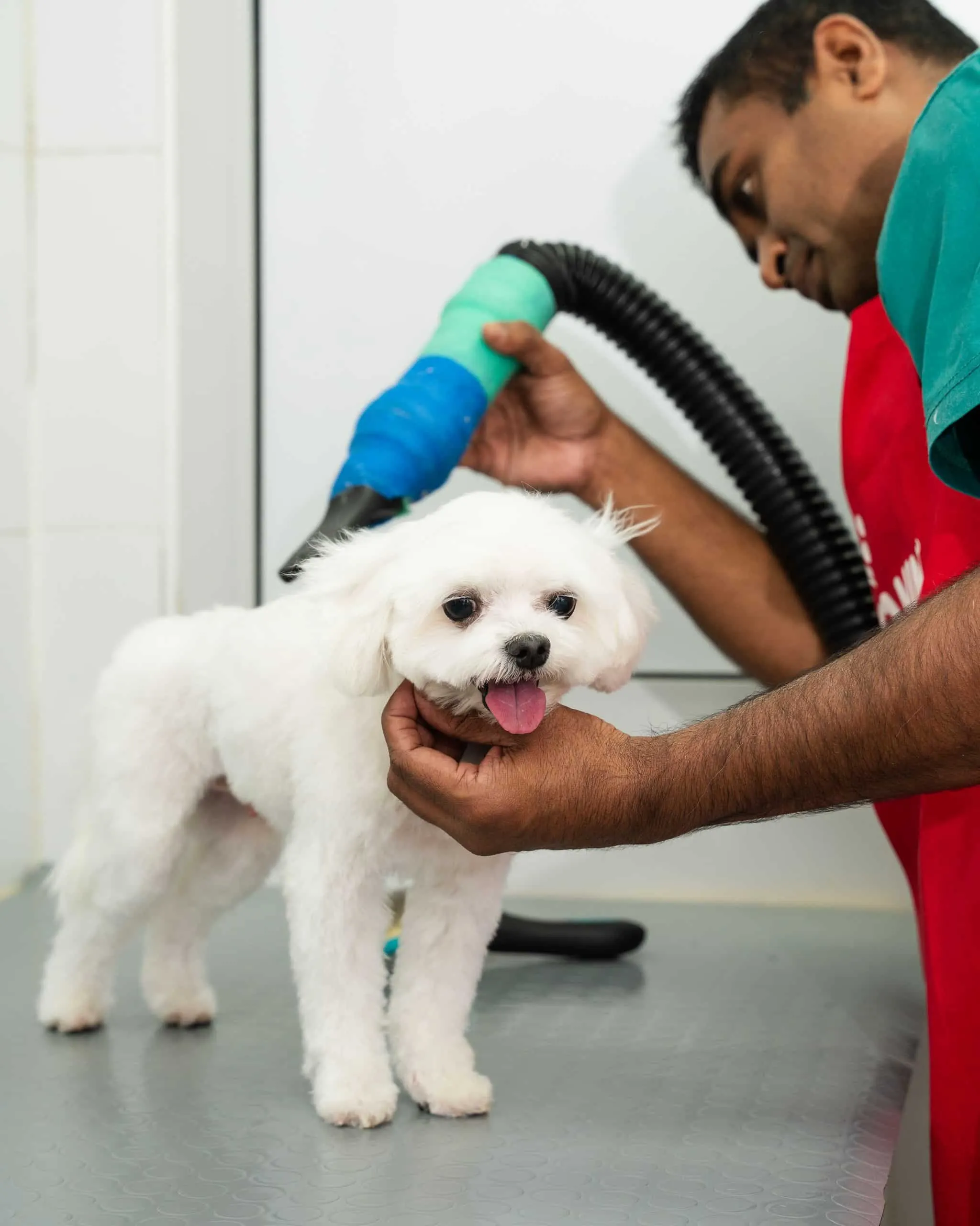 A white dog is getting cleaned up by our professional pet groomers.