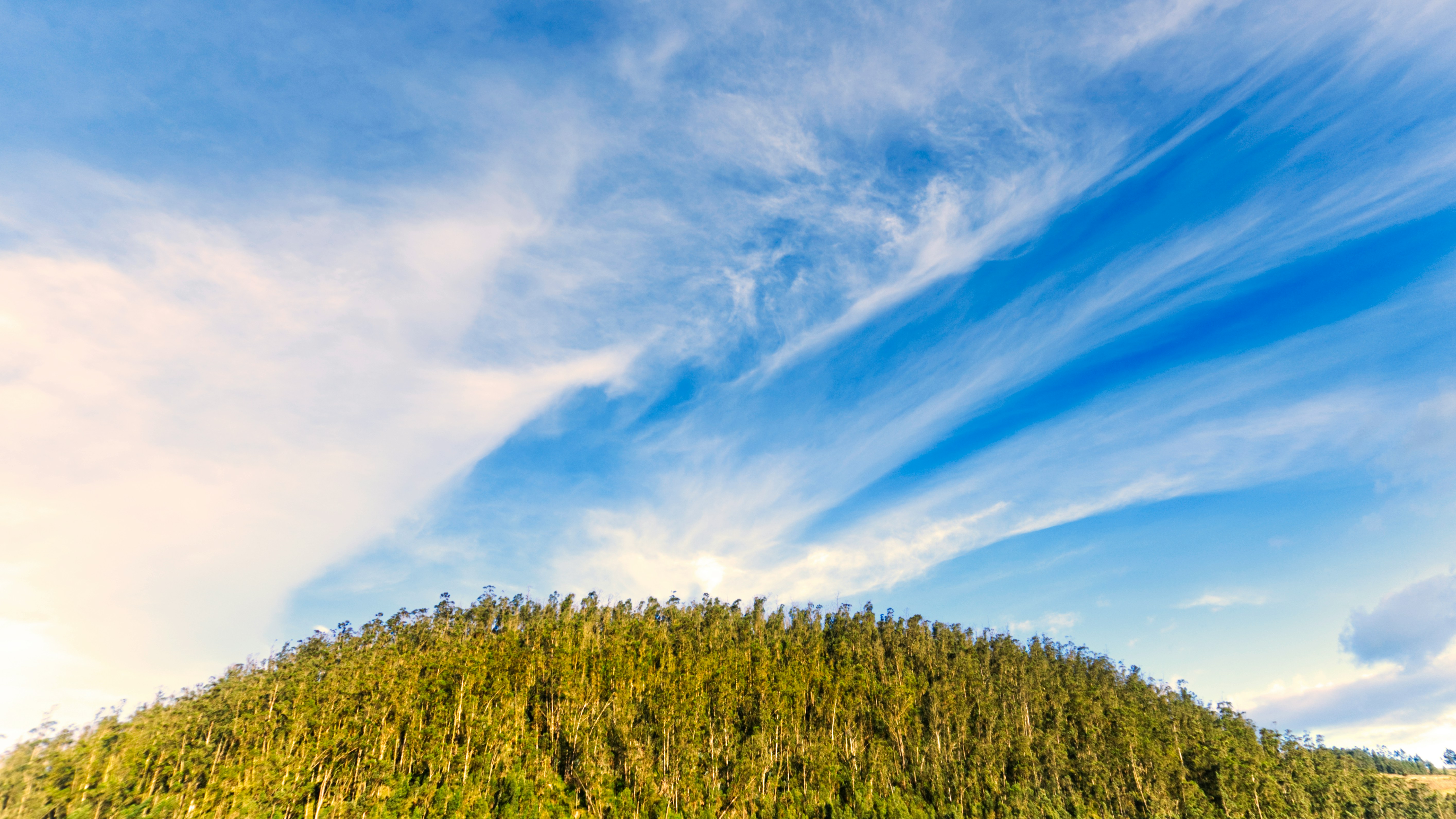 green trees under blue sky and white clouds during daytime