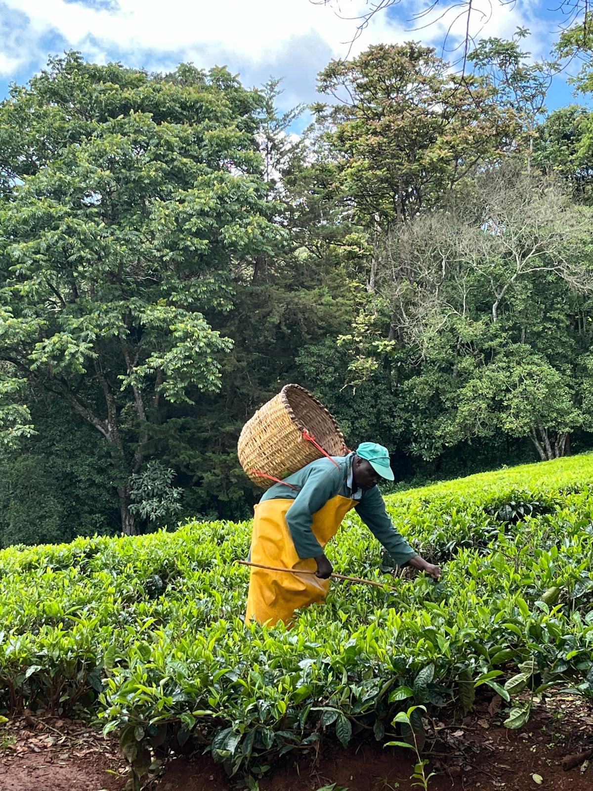 a brown dog sitting on top of a sandy beach