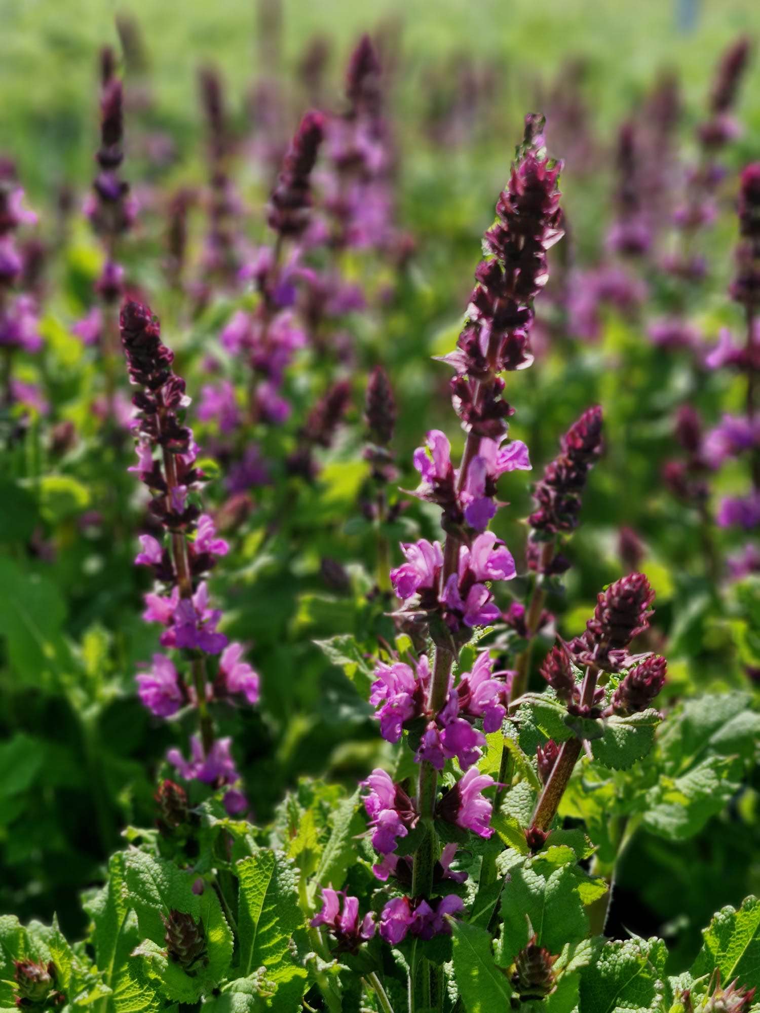 Buiten gekweekte planten