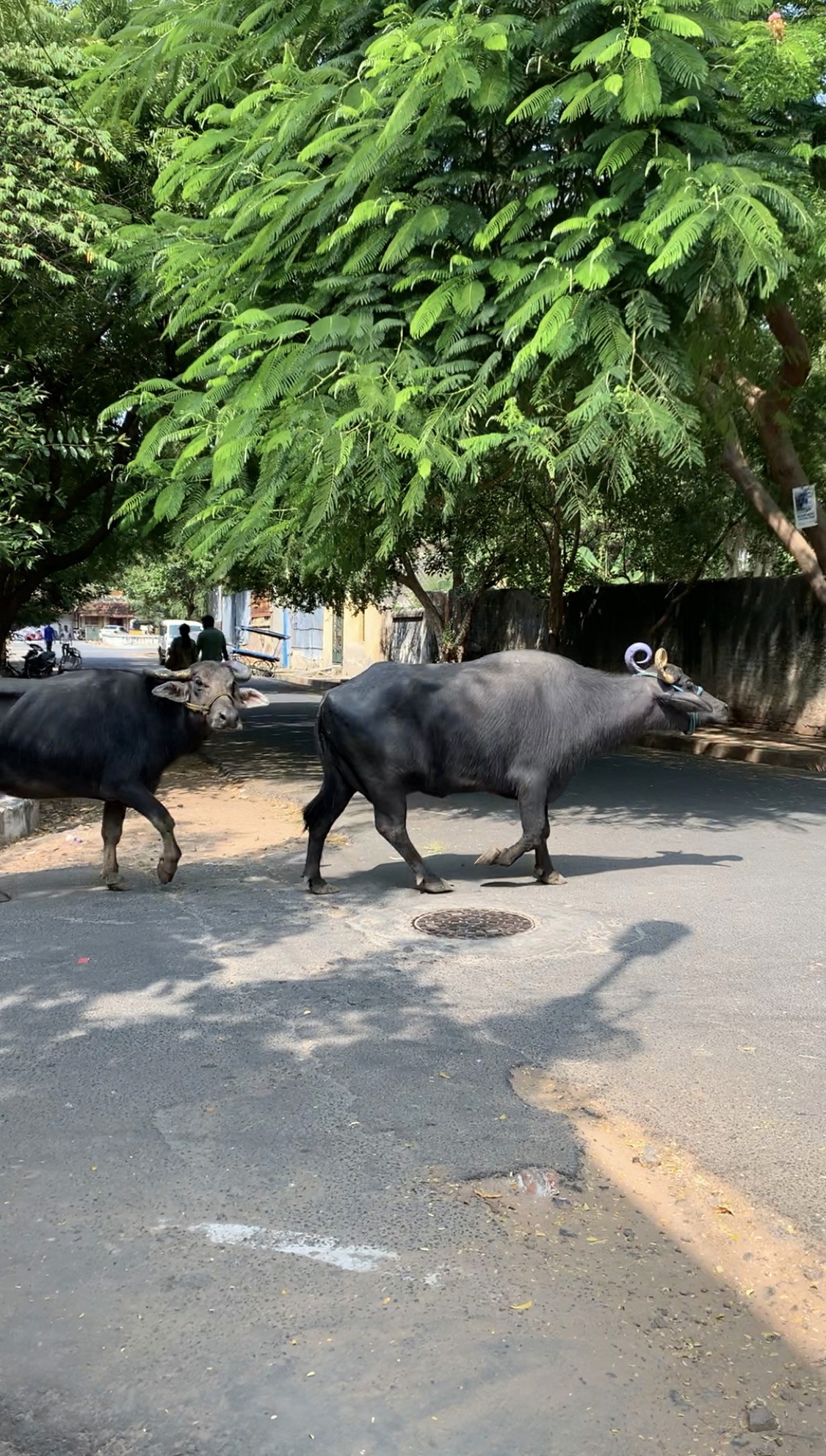 Close-up of two hands gently clasped, one wearing a sparkling engagement ring. The soft lighting and pastel nails evoke a sense of romance and intimacy.