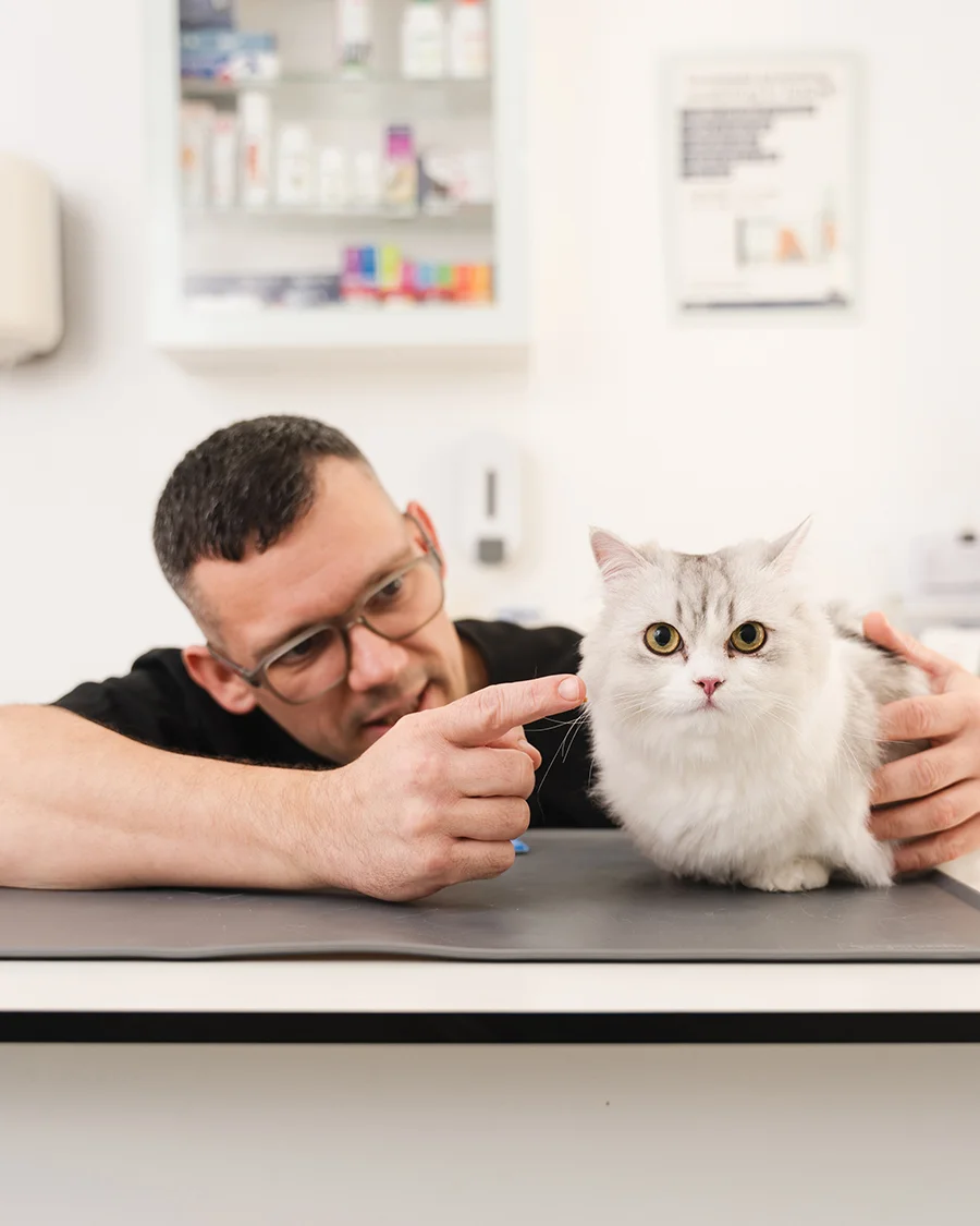 Veterinarian in glasses gently reaching toward a fluffy grey cat sitting calmly on the exam table at a cat-friendly clinic.