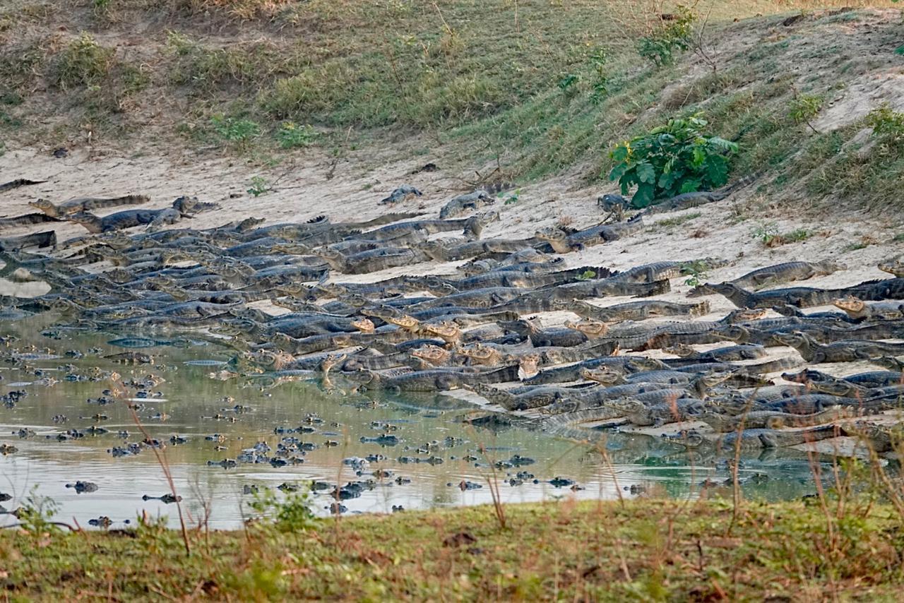 Dozens of caimans crowd along the banks of a small waterhole in the Pantanal during the dry season.