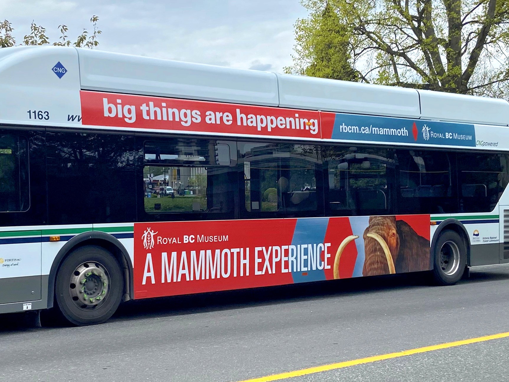City bus with a red and blue advertisement for the Royal BC Museum. The title reads A Mammoth Experience.