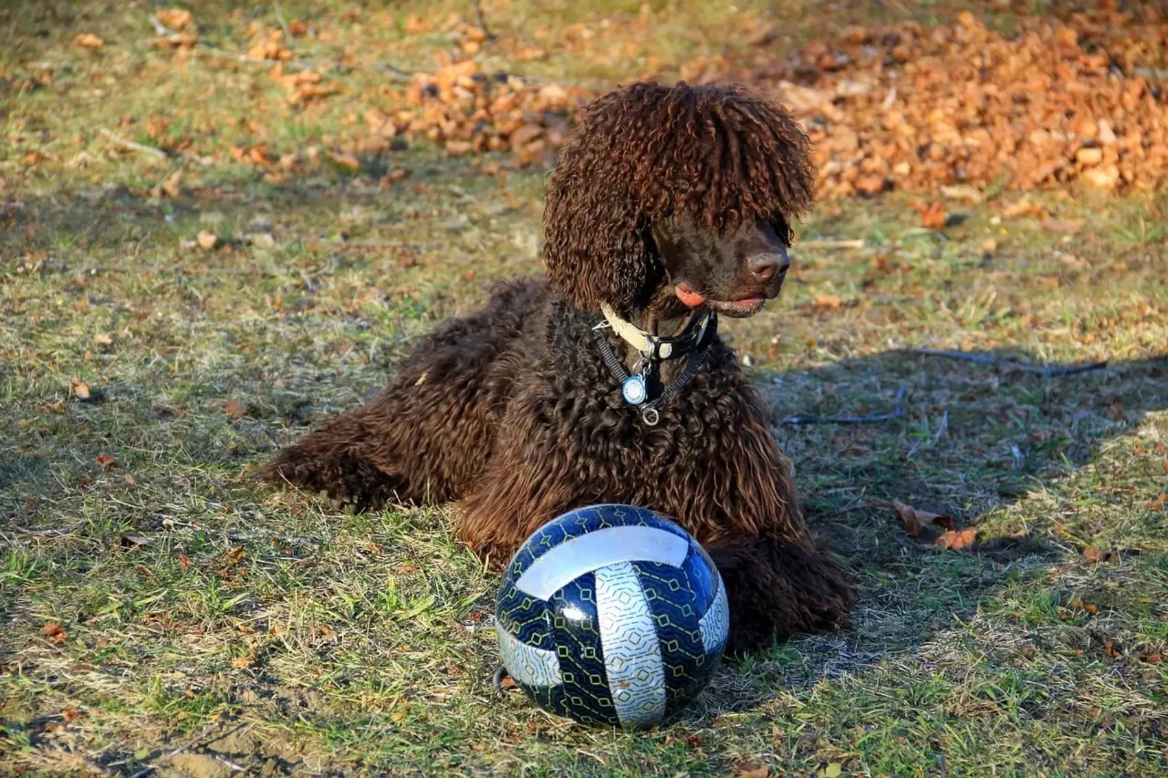 An Irish Water Spaniel is lying down on the grass after playing with a soccer ball.