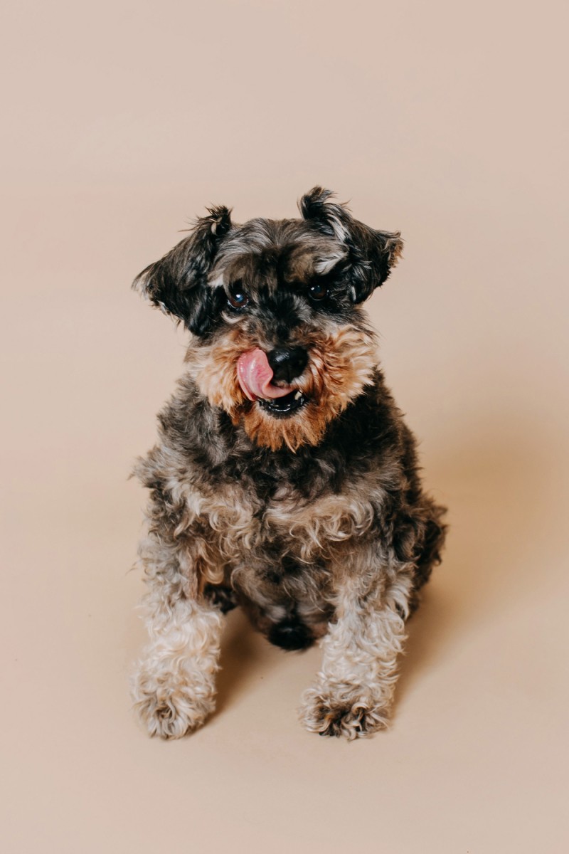 Our Schnauzer dog Samba