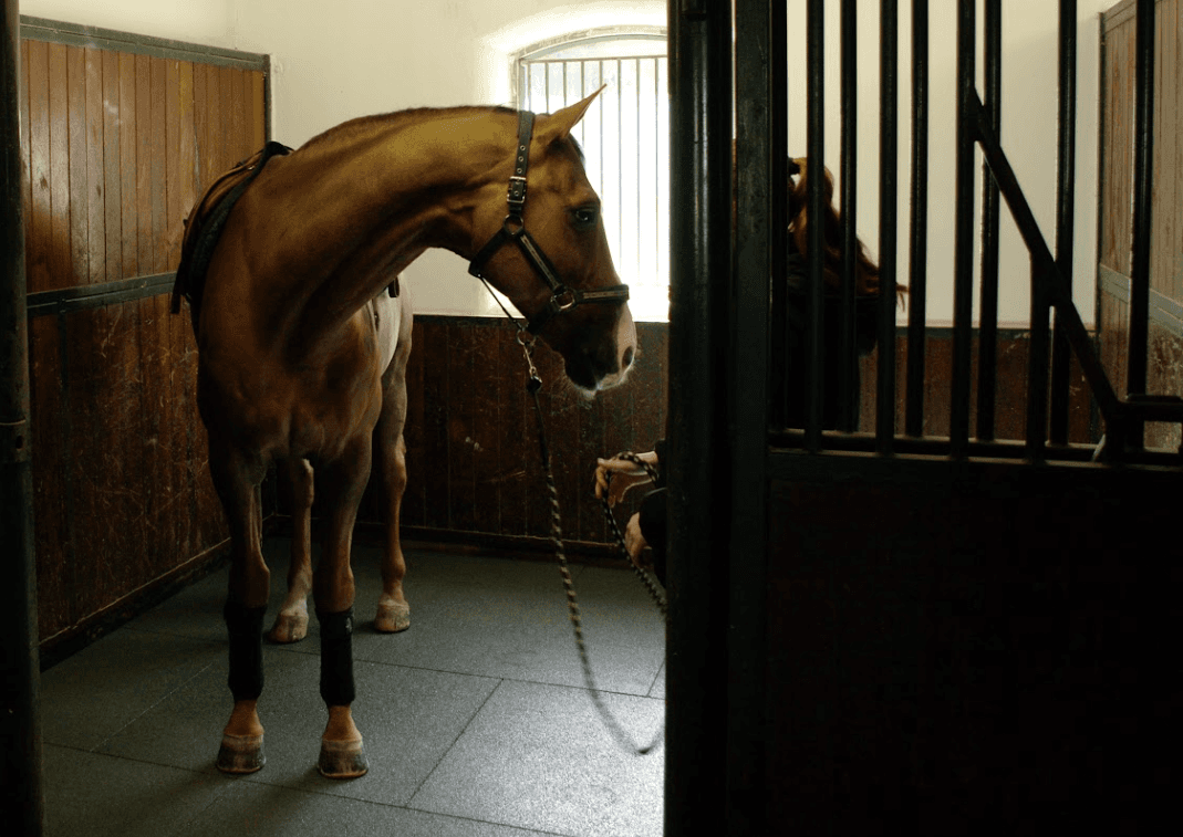 hest som står i stall med softdek gulv