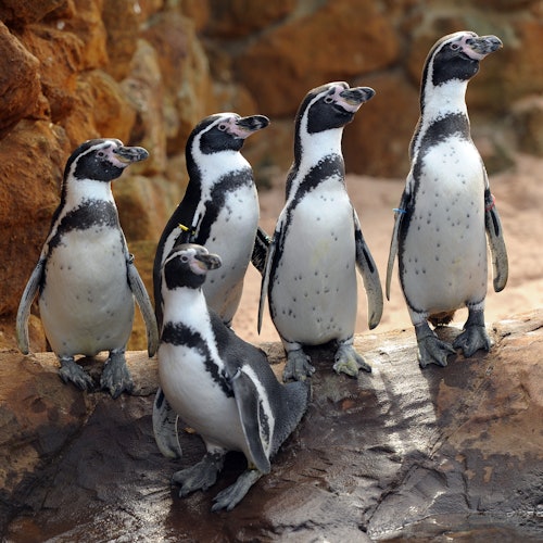SEA LIFE Scheveningen: Eintrittskarten in Scheveningen