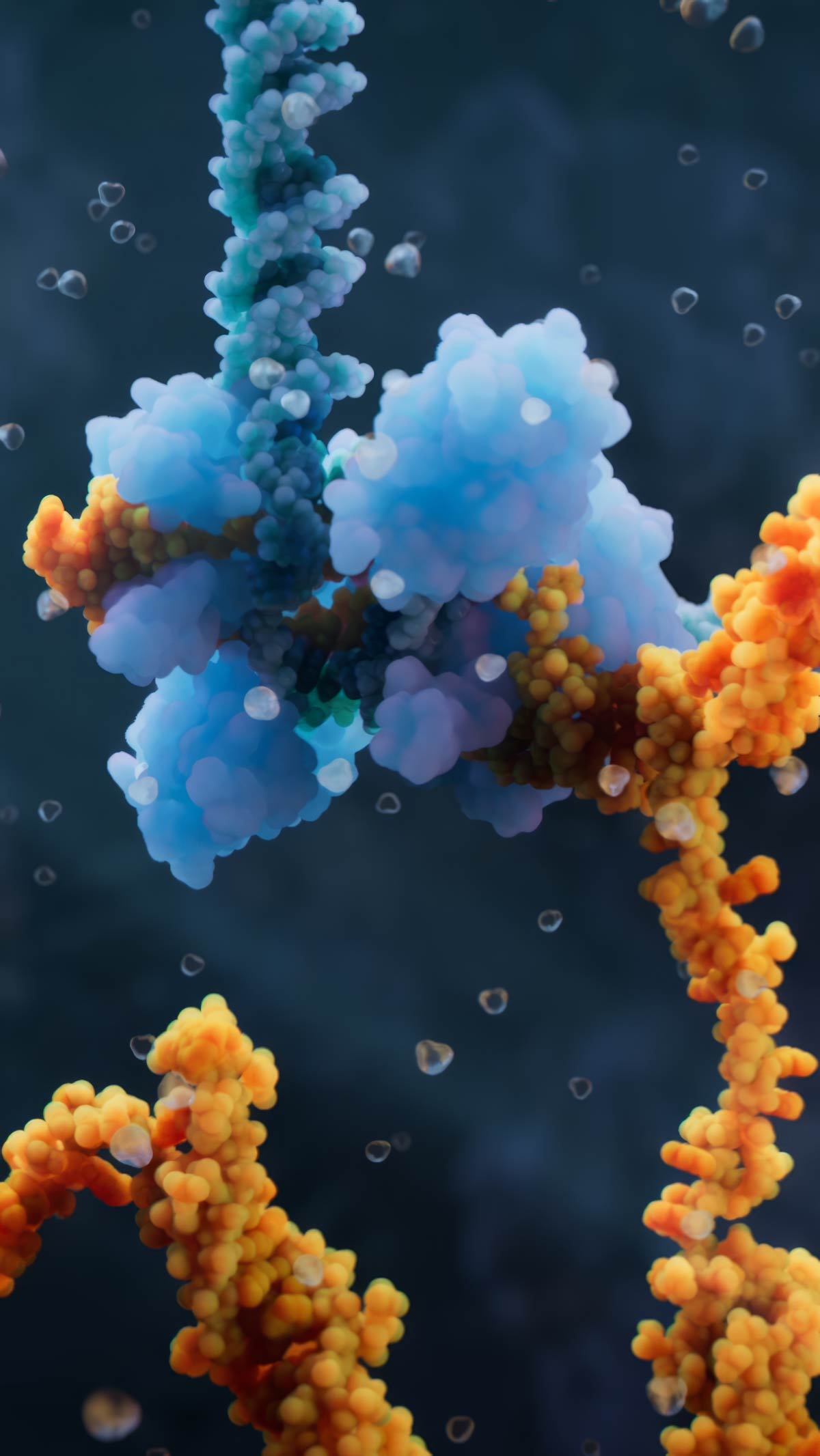 Bacterial transposase dimer in complex with genomic DNA and bridge RNA