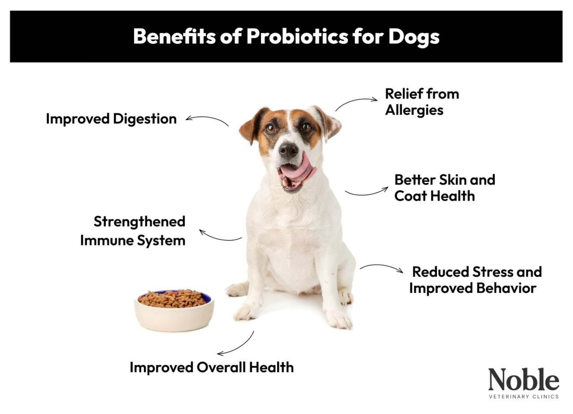 An infographic detailing the benefits of probiotics for dogs.
