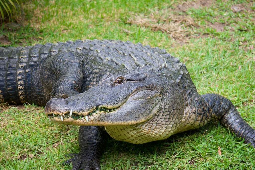 crocodile at australia zoo