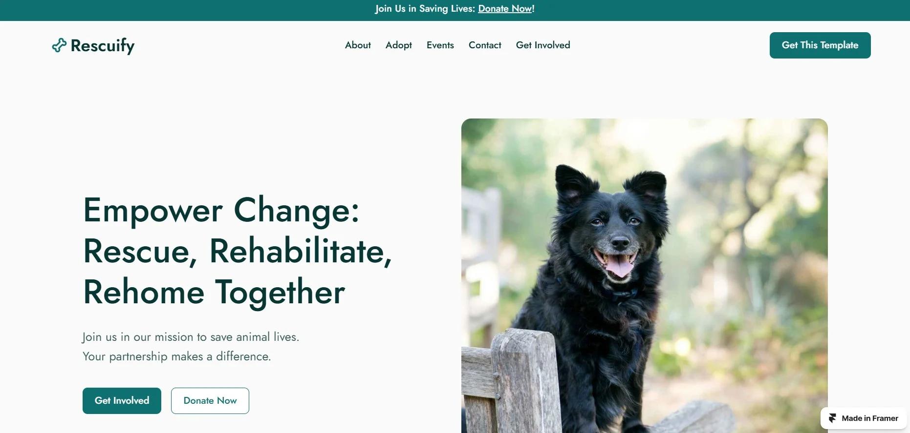 Best Framer Templates for Non-Profit - Rescuify    