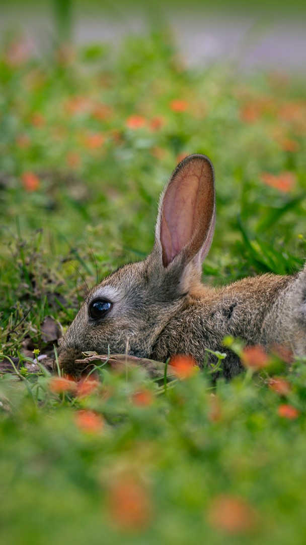 Wild Rabbit