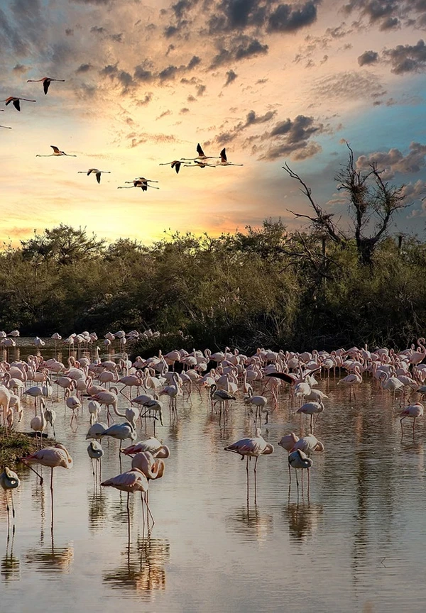 Flamant rose en camargue