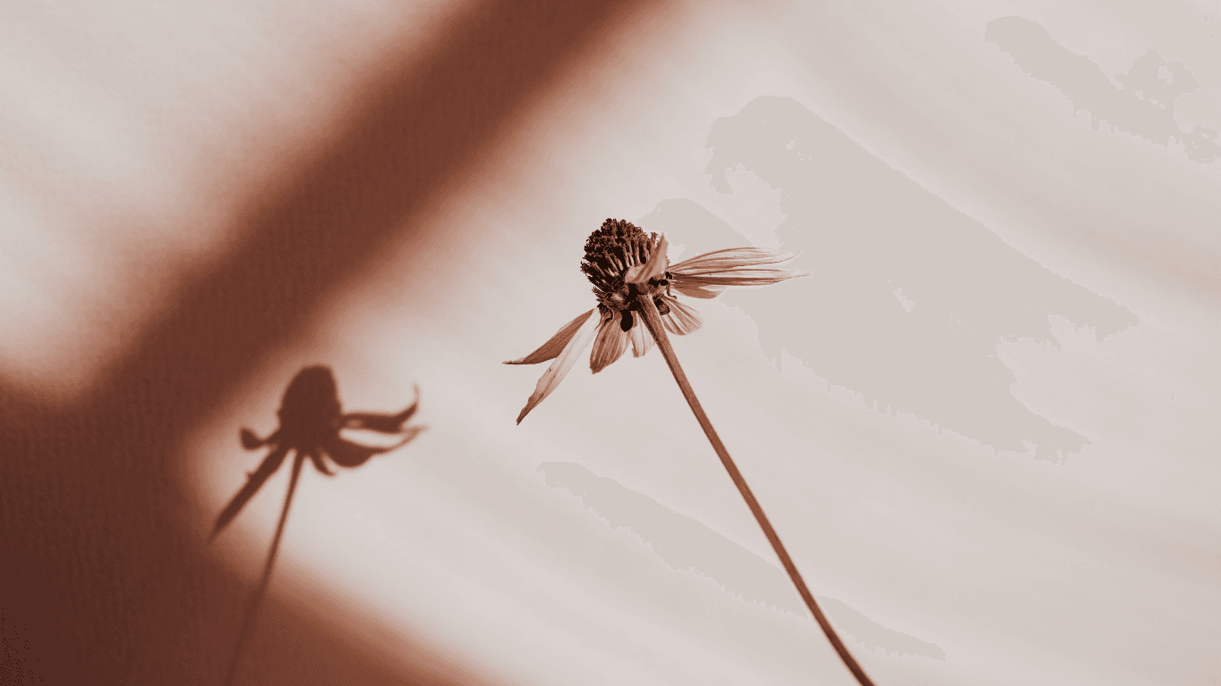 Flower on Beige Background
