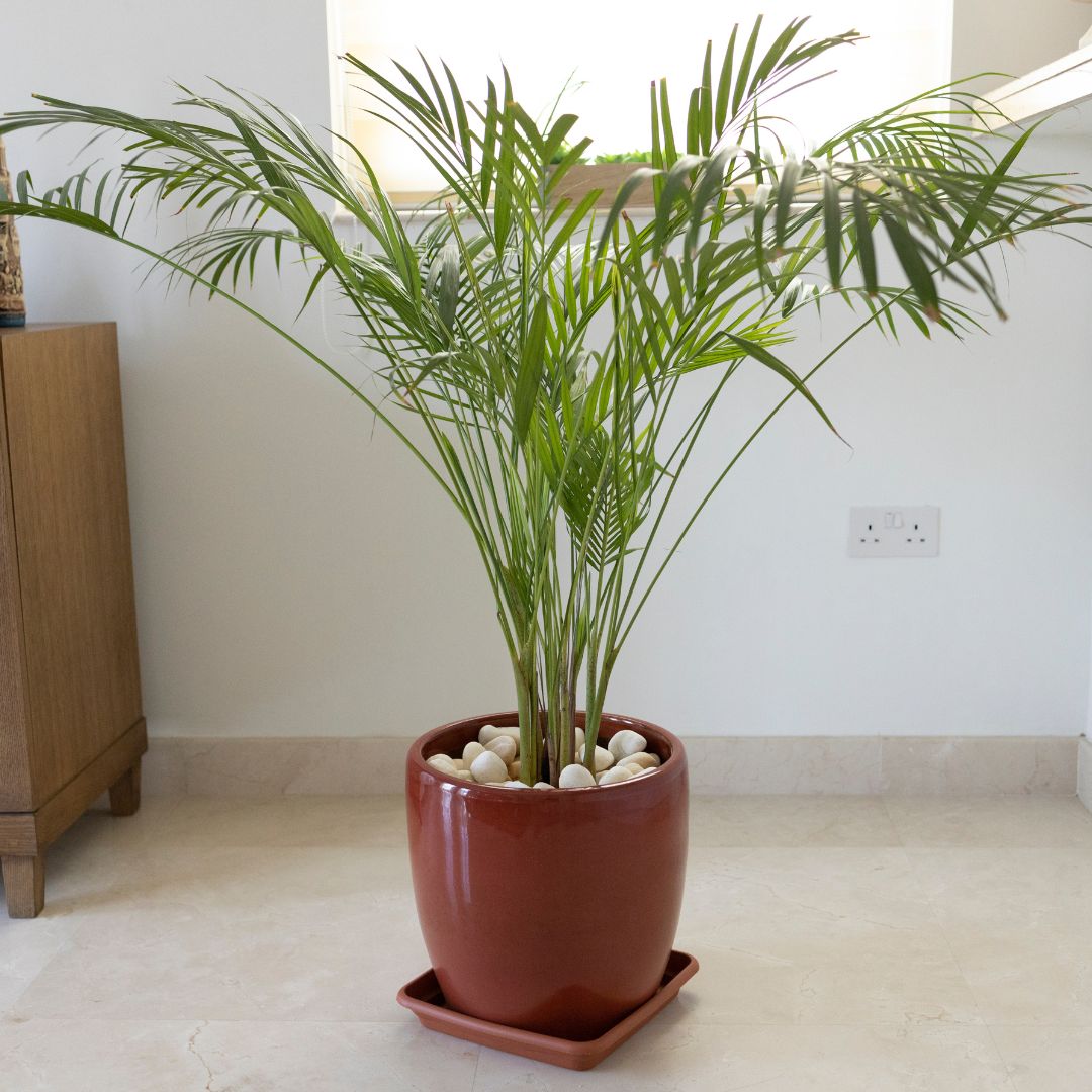 Low-maintenance plants for your room