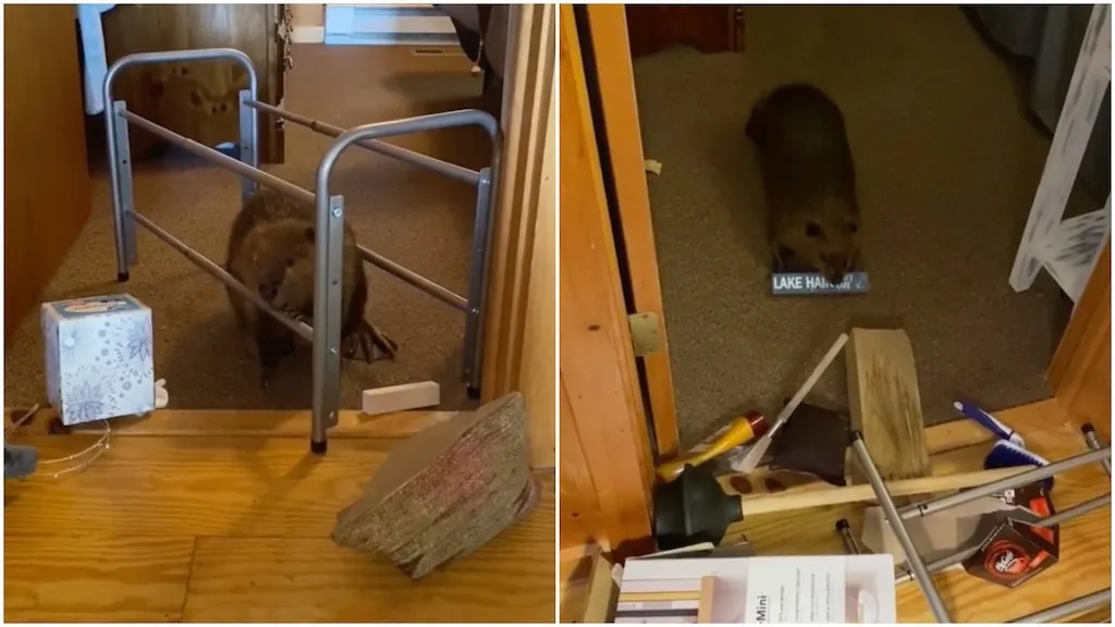 Pet beavers building a dam out of household objects inside a house