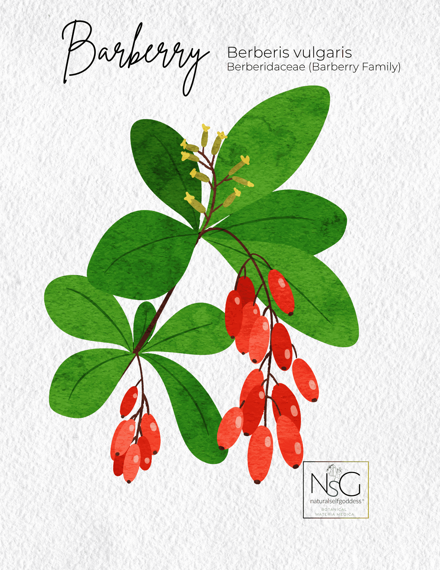 Barberry Materia Medica