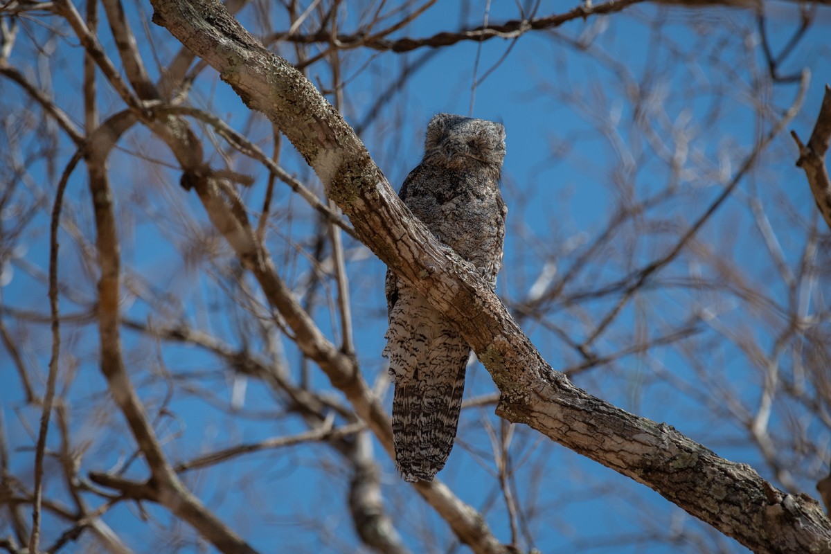 Brazil Safari - Guest Blog - Lynne Hopkins