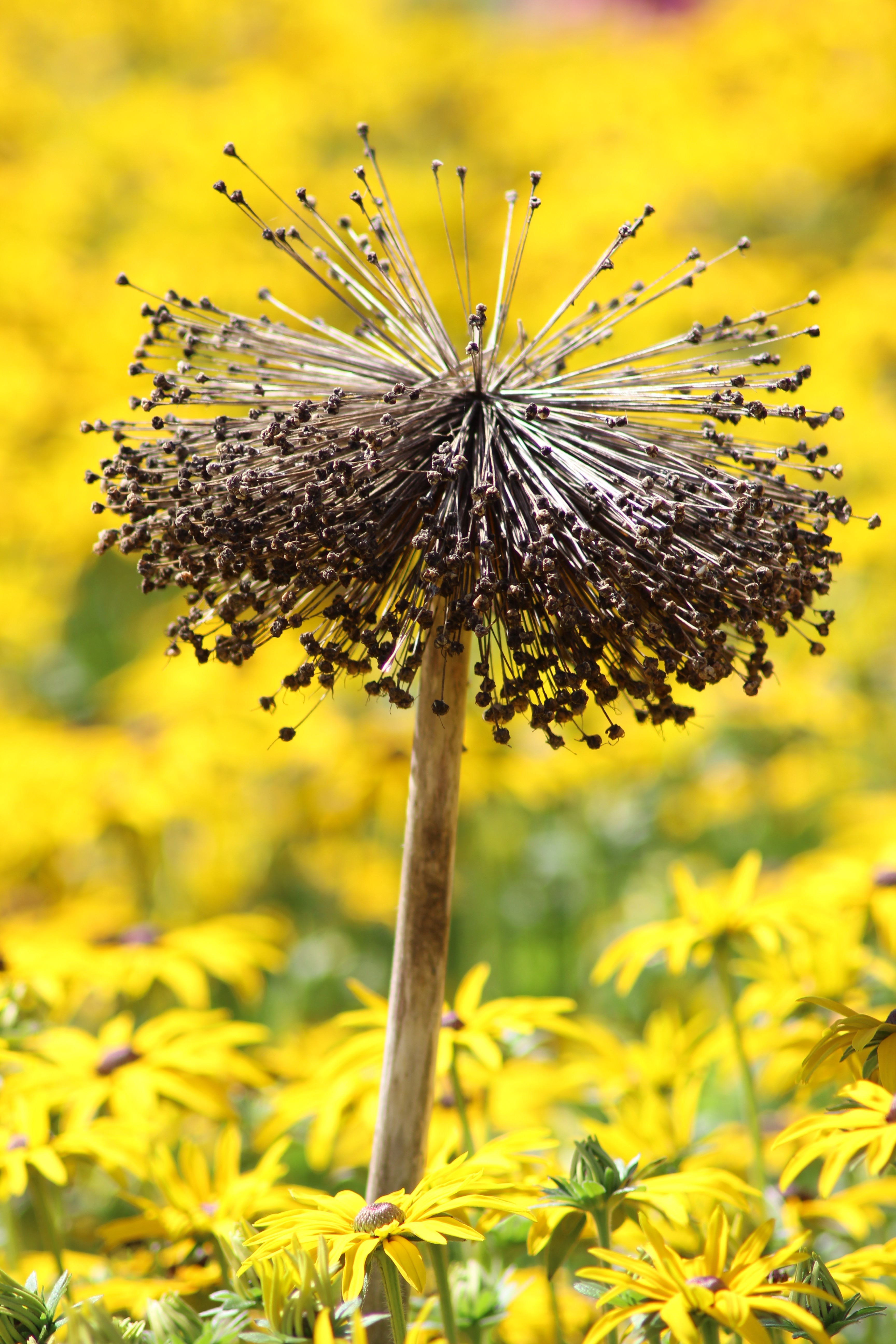 blue sky and white clouds over the sea