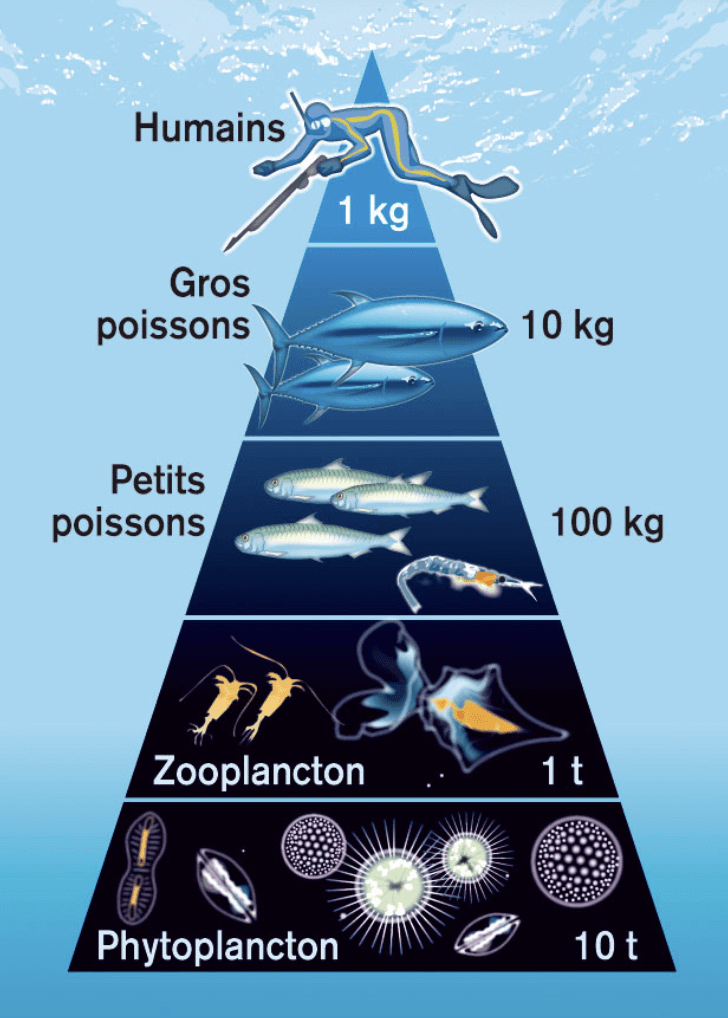 infographie