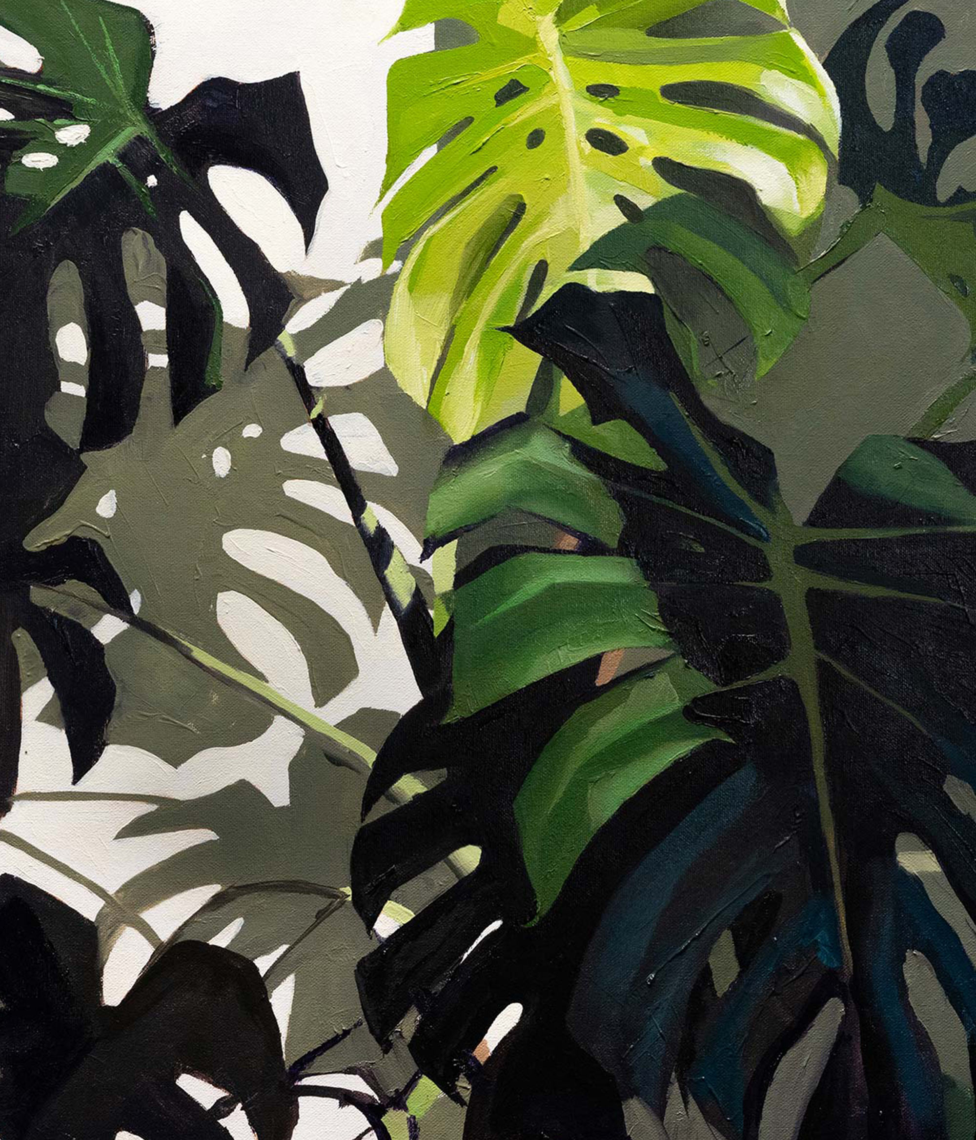an interesting composition of monstera leaves showcasing high contrast and vibrant colors