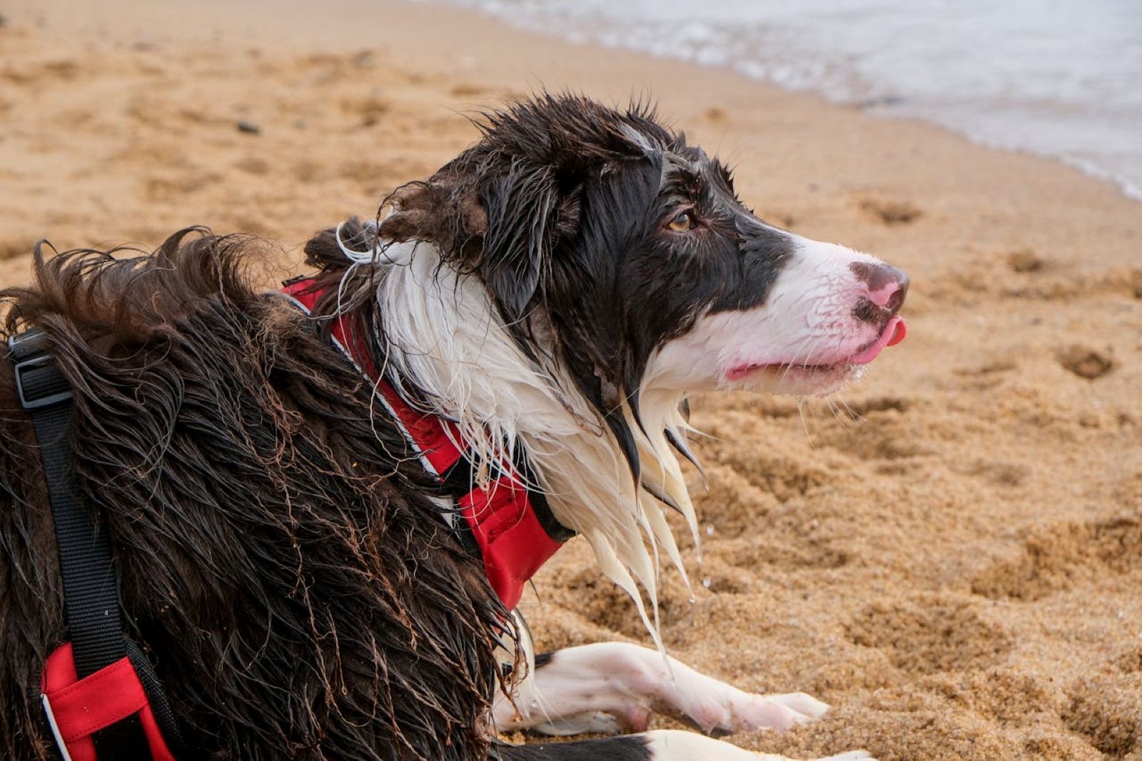 A wet dog is lying down on the wet sand while looking at the beach.