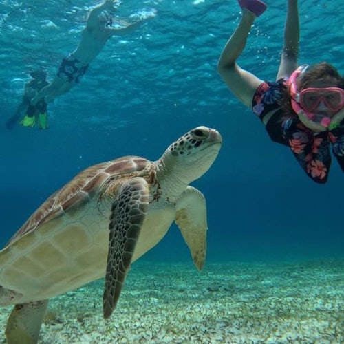 考祖梅爾烏龜保護區：浮潛旅遊票