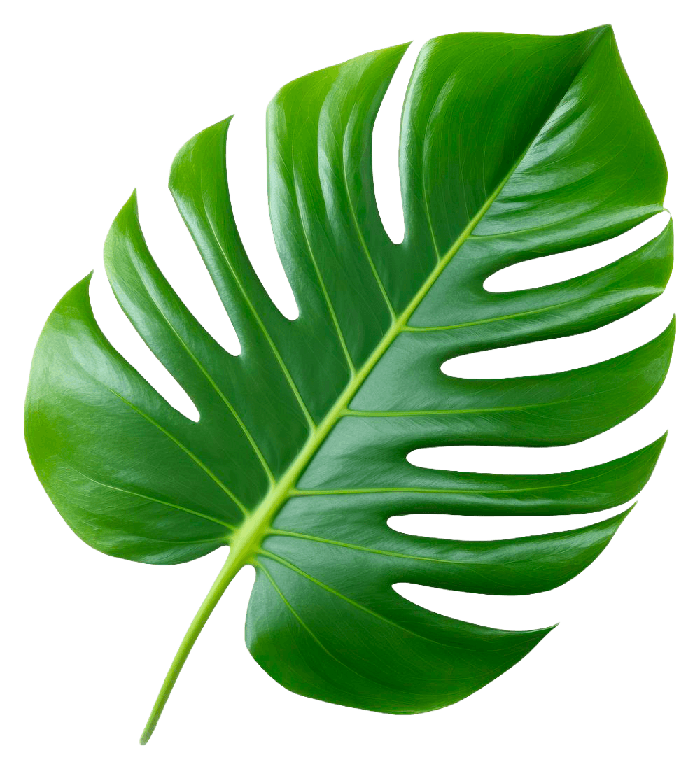 Plante