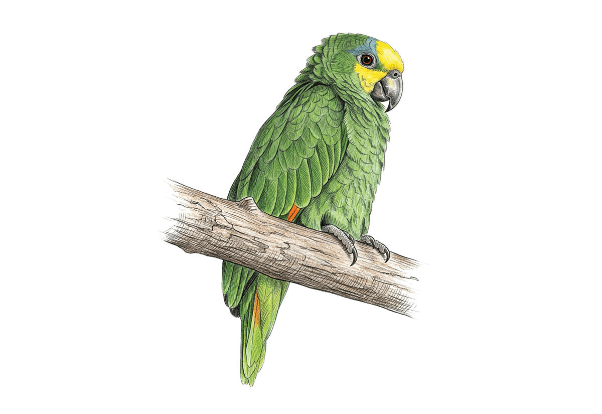 Orange-winged Amazon illustration