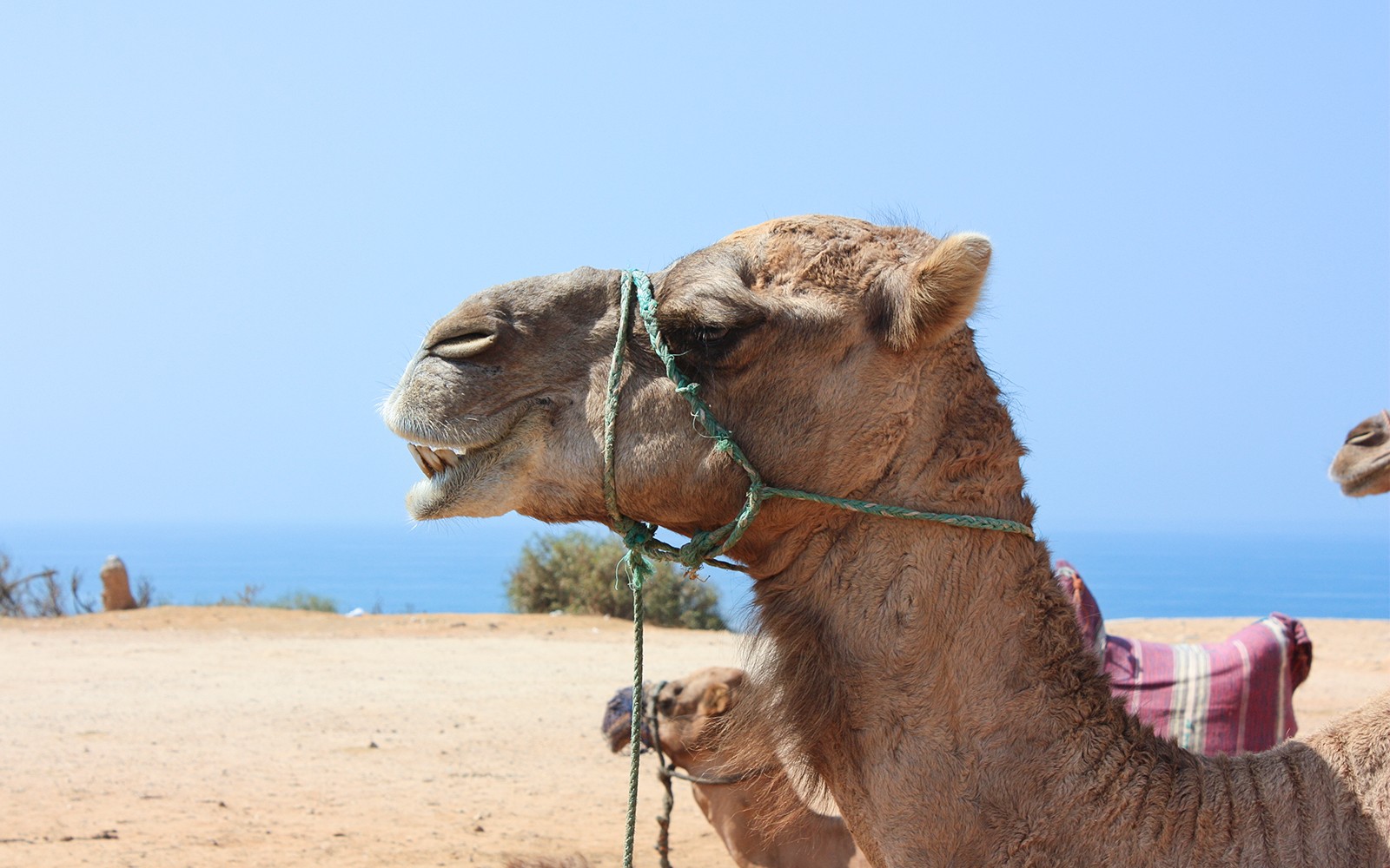 在塞維利亞出發的丹吉爾一日遊中,海邊的駱駝。